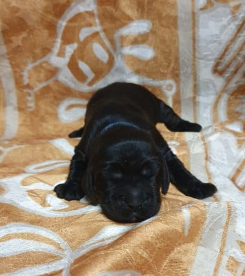 Les chiots de Cocker Spaniel Anglais