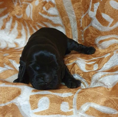 Les chiots de Cocker Spaniel Anglais