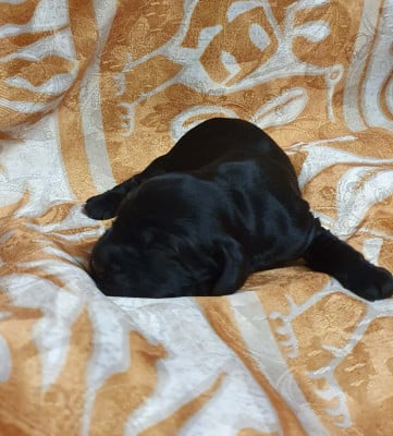 Les chiots de Cocker Spaniel Anglais