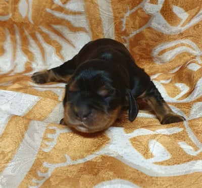 Les chiots de Cocker Spaniel Anglais