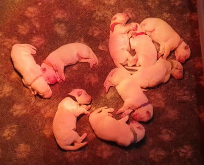 Les chiots de Berger Blanc Suisse