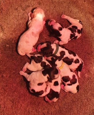 Les chiots de Cocker Spaniel Anglais