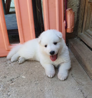 Les chiots de Berger Blanc Suisse