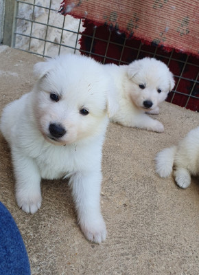 Les chiots de Berger Blanc Suisse