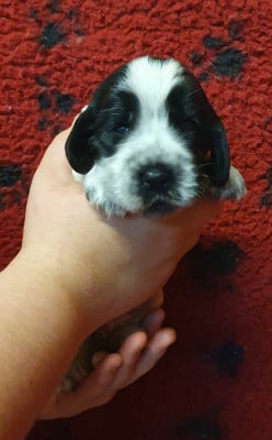 Les chiots de Cocker Spaniel Anglais