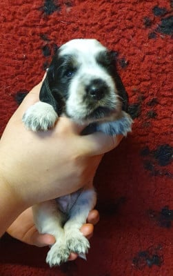 Les chiots de Cocker Spaniel Anglais
