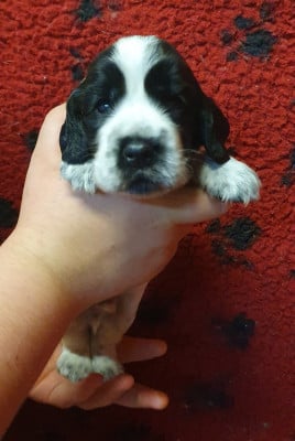 Les chiots de Cocker Spaniel Anglais