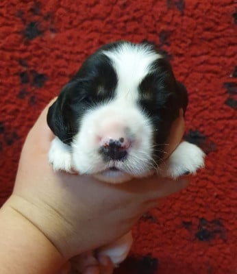 Les chiots de Cocker Spaniel Anglais
