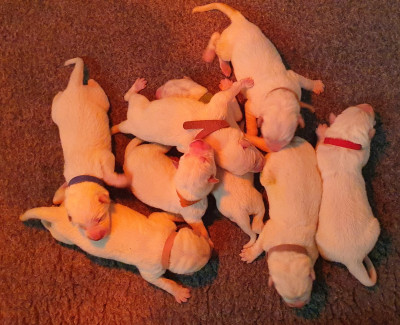 Les chiots de Berger Blanc Suisse