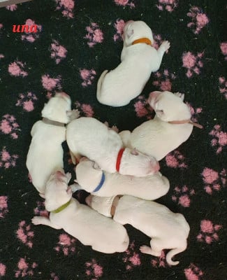 Les chiots de Berger Blanc Suisse