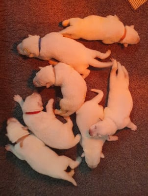 Les chiots de Berger Blanc Suisse