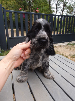 Les chiots de Cocker Spaniel Anglais