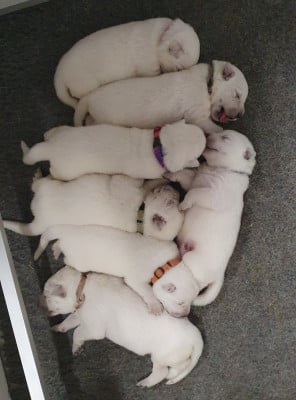 Les chiots de Berger Blanc Suisse