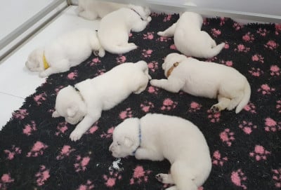 Les chiots de Berger Blanc Suisse