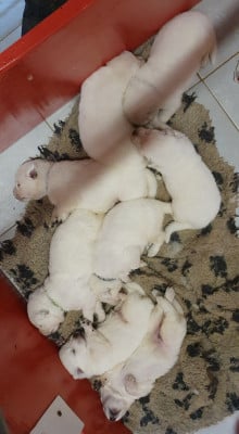Les chiots de Berger Blanc Suisse