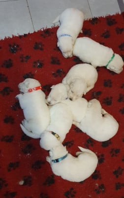 Les chiots de Berger Blanc Suisse