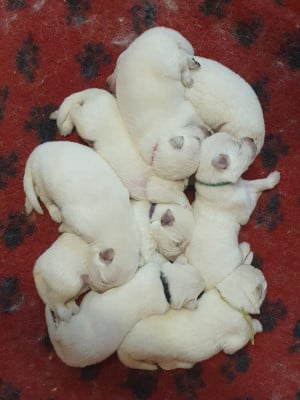 Les chiots de Berger Blanc Suisse