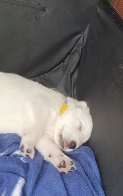Les chiots de Berger Blanc Suisse