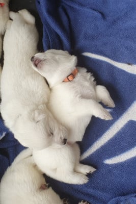 Les chiots de Berger Blanc Suisse
