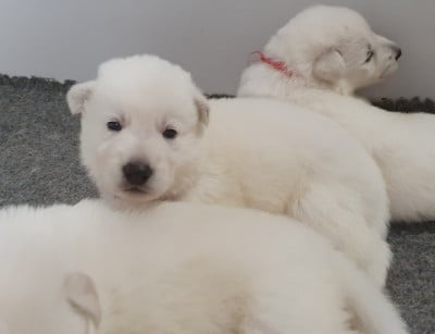 Les chiots de Berger Blanc Suisse