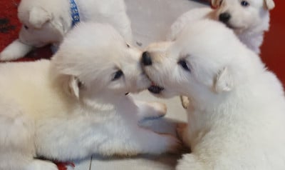 Les chiots de Berger Blanc Suisse