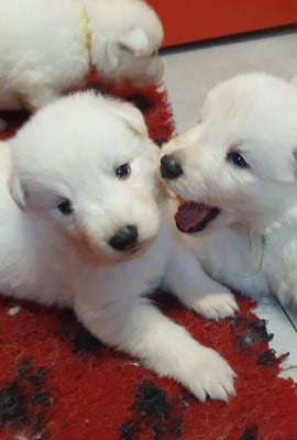 Les chiots de Berger Blanc Suisse