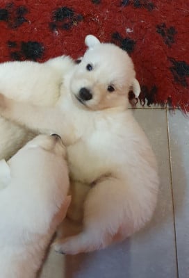 Les chiots de Berger Blanc Suisse