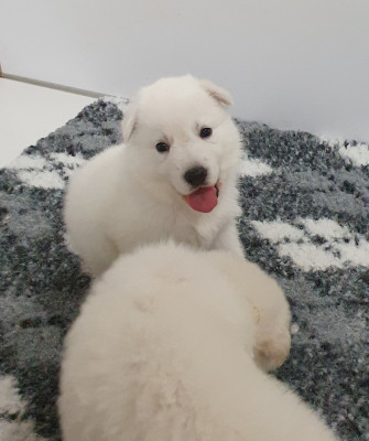 Les chiots de Berger Blanc Suisse