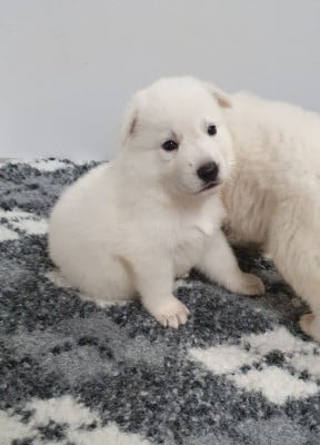 Les chiots de Berger Blanc Suisse