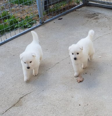 Les chiots de Berger Blanc Suisse