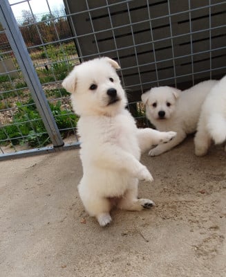 Les chiots de Berger Blanc Suisse