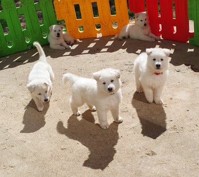 Les chiots de Berger Blanc Suisse