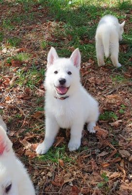 Les chiots de Berger Blanc Suisse