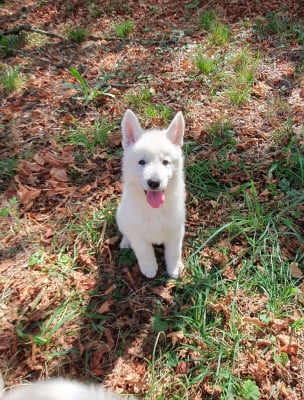 Les chiots de Berger Blanc Suisse