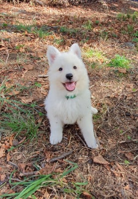 Les chiots de Berger Blanc Suisse