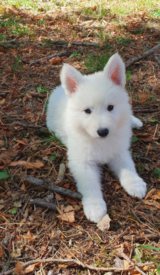 Les chiots de Berger Blanc Suisse