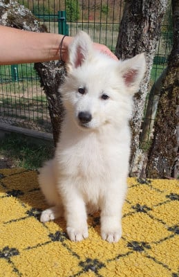 Les chiots de Berger Blanc Suisse
