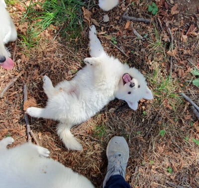 Les chiots de Berger Blanc Suisse