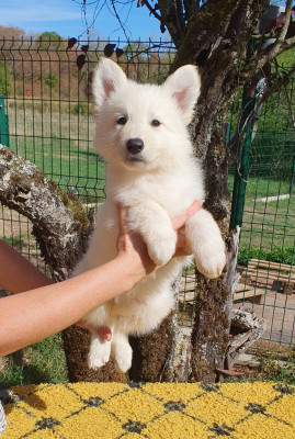 Les chiots de Berger Blanc Suisse