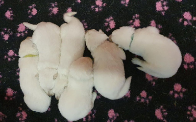 Les chiots de Berger Blanc Suisse