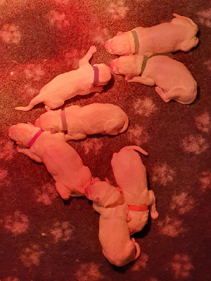 Les chiots de Berger Blanc Suisse