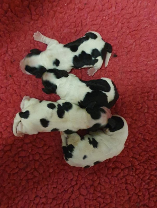 Cocker Spaniel Anglais - Of Shepherd's Paw