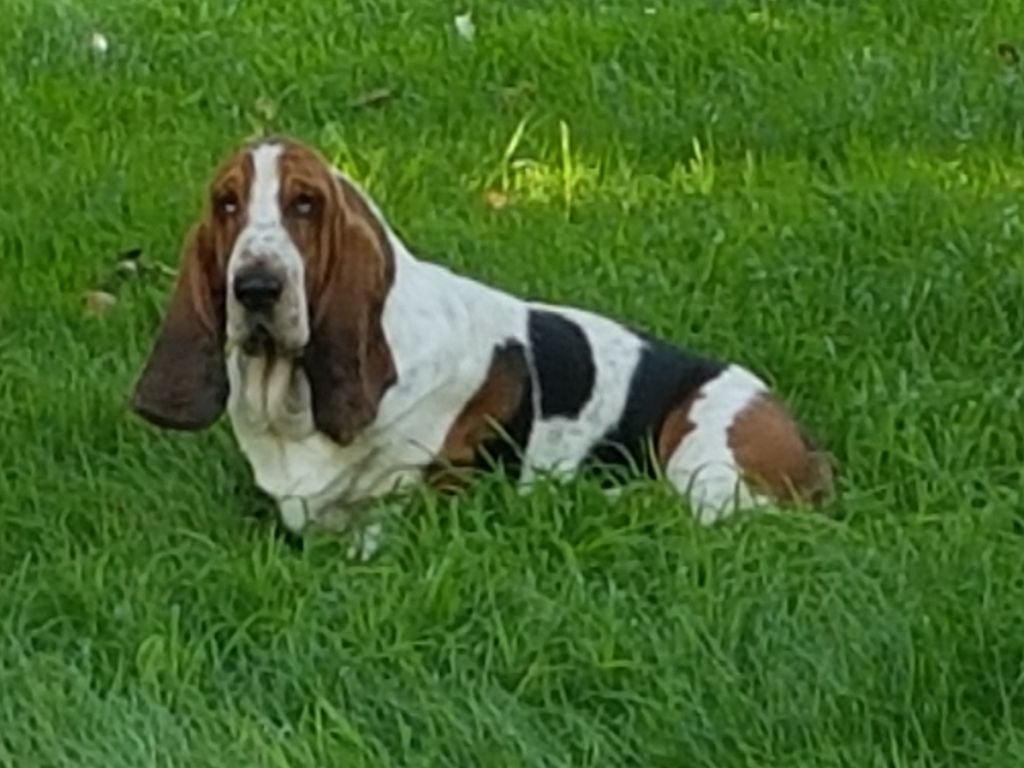 du domaine de kérouant Sylvestro di casa dal pino