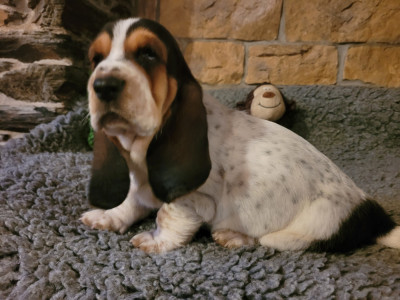 Les chiots de Basset Hound
