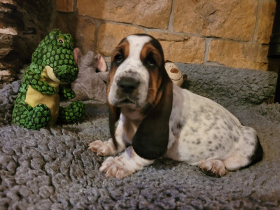 Les chiots de Basset Hound