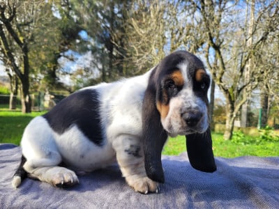 Les chiots de Basset Hound