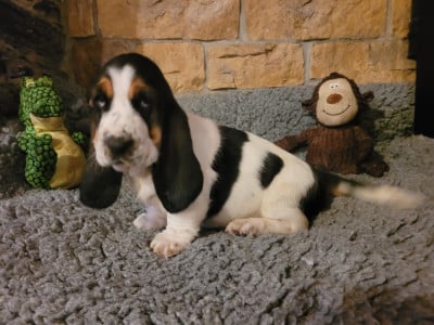 Les chiots de Basset Hound