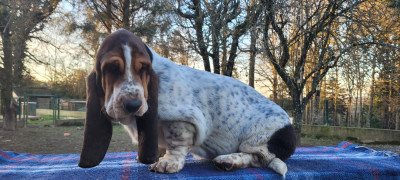 Les chiots de Basset Hound