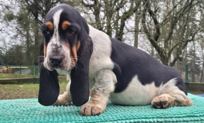 Les chiots de Basset Hound
