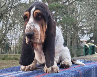 Les chiots de Basset Hound